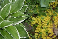 f65500f0-IMG_7182 lechmania.jpg